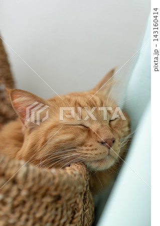 窓辺で眠る猫　茶トラ猫 143160414