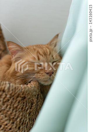 窓辺で眠る猫　茶トラ猫 143160415