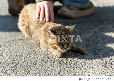可愛い野良猫を撫でる人 143160417