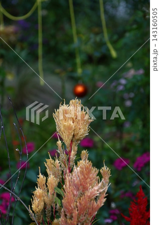 燃え上がる炎の花 143160505