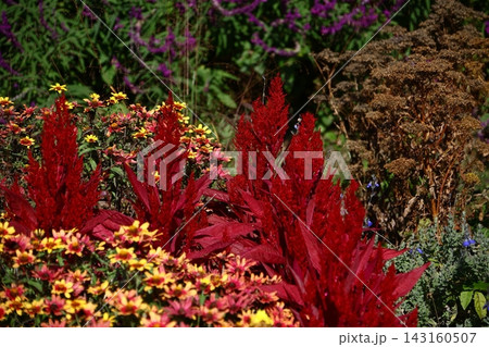 燃え上がる炎の花 143160507