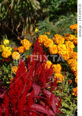 燃え上がる炎の花 143160510