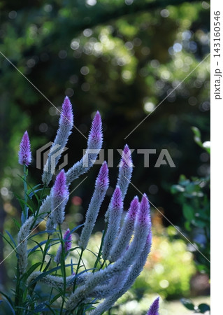 燃え上がる炎の花 燃え上がる炎の花 143160546