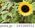 雨に濡れた黄色いひまわりの花 一輪 143160552