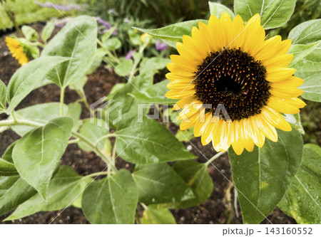 雨に濡れた黄色いひまわりの花 一輪 雨に濡れた黄色いひまわりの花 一輪 143160552