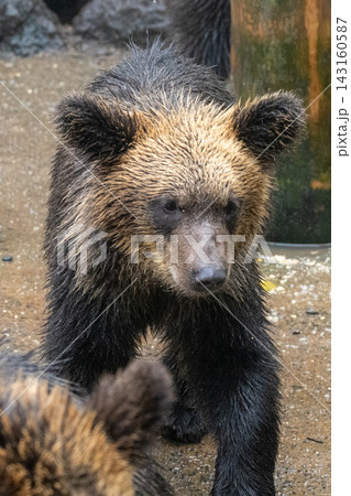 登別クマ牧場のヒグマ 登別クマ牧場のヒグマ 143160587