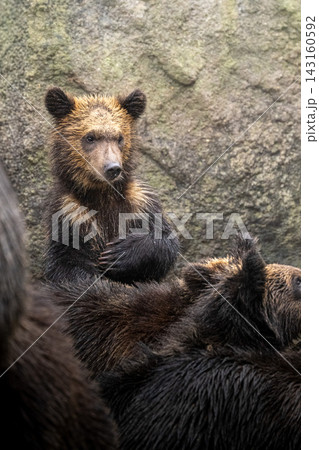 登別クマ牧場のヒグマ 143160592