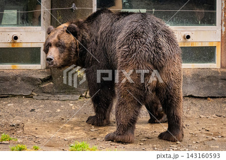 登別クマ牧場のヒグマ 143160593