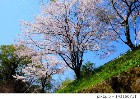 【神奈川県】青空に映える満開の桜 143160711