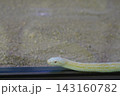 ご利益のある白蛇 143160782
