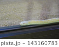 壁を這う白蛇 143160783