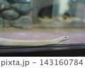 壁を這うシマヘビ 143160784