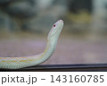 舌を出す蛇 143160785
