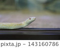 壁に張り付く蛇 143160786