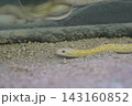とぐろを巻くシマヘビ 143160852
