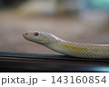 とぐろを巻くヘビ 143160854