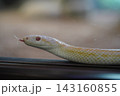 とぐろを巻くヘビ 143160855