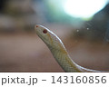 水面から顔を出すアオダイショウ 143160856