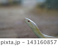 卵を抱える蛇 143160857