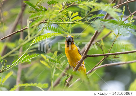 Asian golden weaver bird perched tree branch among lush green leaves showing vivid yellow plumage dark facial markings natural tropical habitat Asian golden weaver bird perched tree branch among lush green leaves showing vivid yellow plumage dark facial markings natural tropical habitat 143160867