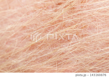 Extreme macro photograph of dog skin fine fur showing natural hair texture follicles detailed surface useful for veterinary pet health concepts Extreme macro photograph of dog skin fine fur showing natural hair texture follicles detailed surface useful for veterinary pet health concepts 143160876