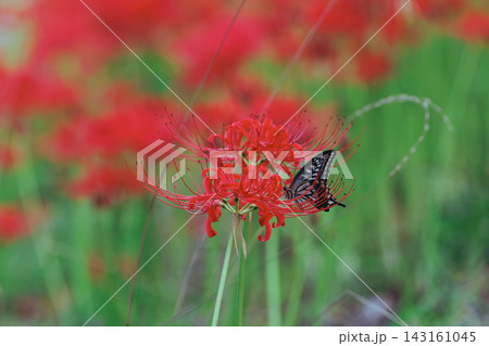 秋を彩る彼岸花(曼珠沙華)の群生と自然風景 秋を彩る彼岸花(曼珠沙華)の群生と自然風景 143161045