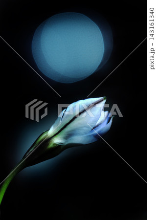 白い花びらのハナニラ 白い花びらのハナニラ 143161340