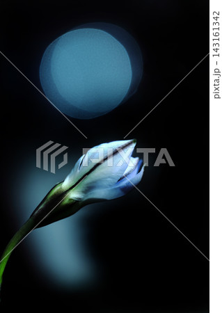 満月の夜に咲く一輪のハナニラ 満月の夜に咲く一輪のハナニラ 143161342