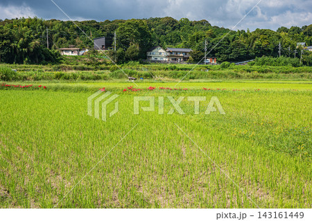湖西地方大津市堅田の田園風景 収穫を終えた田んぼ 滋賀県 湖西地方大津市堅田の田園風景 収穫を終えた田んぼ 滋賀県 143161449