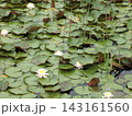 池に浮かぶ睡蓮の葉 143161560