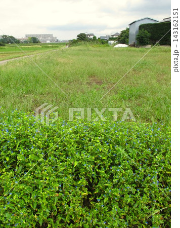 畔に露草咲く首都圏の秋の休耕地風景 畔に露草咲く首都圏の秋の休耕地風景 143162151