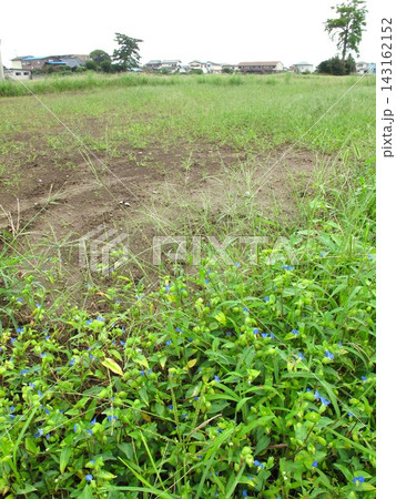 畔に露草咲く首都圏の秋の休耕地風景 畔に露草咲く首都圏の秋の休耕地風景 143162152