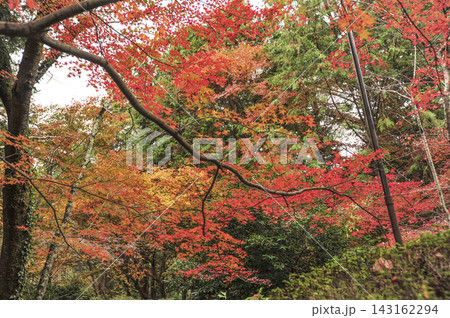 大原野大神(京都市西京区)の紅葉 大原野大神(京都市西京区)の紅葉 143162294
