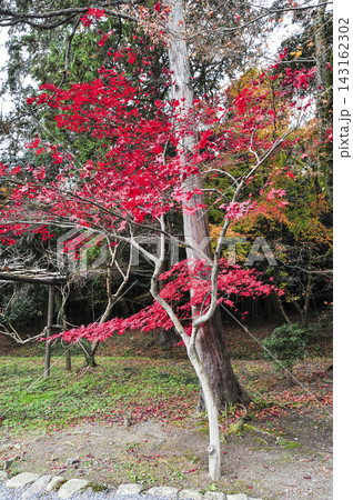 大原野大神(京都市西京区)の紅葉 大原野大神(京都市西京区)の紅葉 143162302