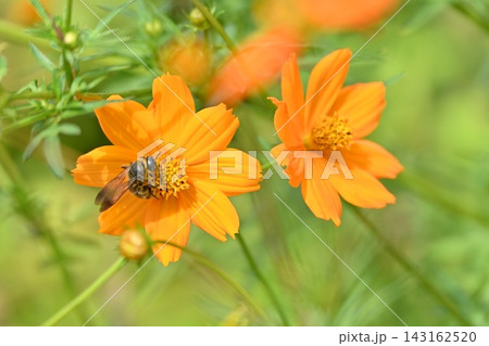 オレンジ色の花に止まる蜂 143162520