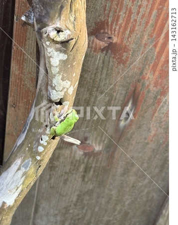 枯れ木に隠れるニホンアマガエルのクローズアップ:自然界の擬態 枯れ木に隠れるニホンアマガエルのクローズアップ:自然界の擬態 143162713