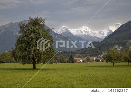 Green meadow with snowcapped eiger monch jungfrau mountains Green meadow with snowcapped eiger monch jungfrau mountains 143162857
