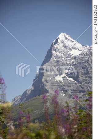 Eiger mountain peak rising above alpine flowers 143162922