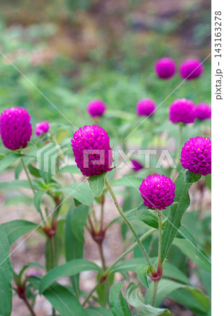 紫のセンニチコウ 紫のセンニチコウ 143163278