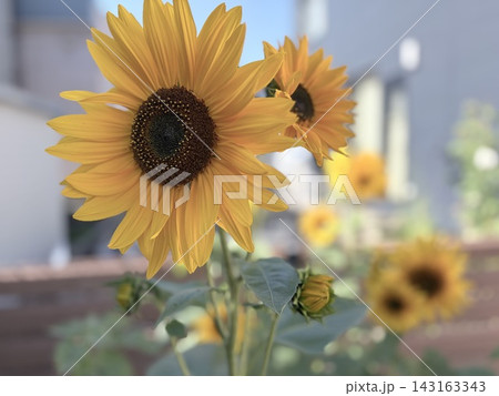 秋ひまわりの開花 143163343