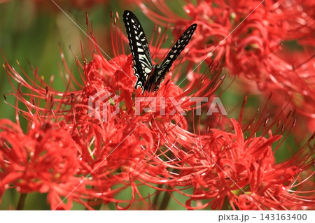 赤い彼岸花の蜜を吸うアゲハチョウ 赤い彼岸花の蜜を吸うアゲハチョウ 143163400