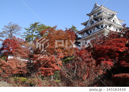 紅葉彩る郡上八幡城と澄んだ秋空 紅葉彩る郡上八幡城と澄んだ秋空 143163430