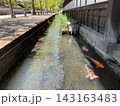 日本の伝統的な町並みと水路を泳ぐ錦鯉 143163483