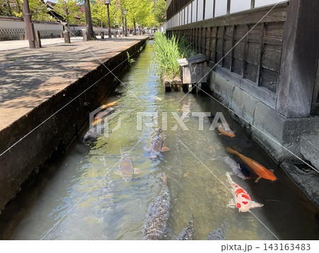 日本の伝統的な町並みと水路を泳ぐ錦鯉 日本の伝統的な町並みと水路を泳ぐ錦鯉 143163483