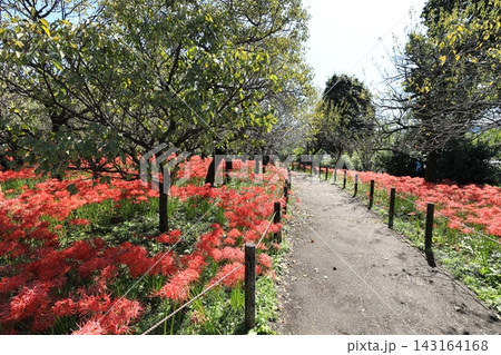 府中市郷土の森博物館 彼岸花 府中市郷土の森博物館 彼岸花 143164168