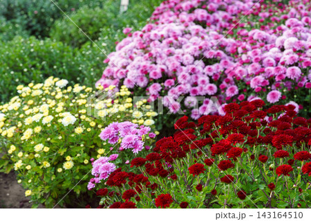 Colorful chrysanthemum blooming in autumn garden  with red, pink and yellow flowers, fall landscape 143164510
