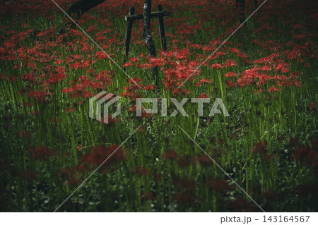 曼珠沙華の群生 9月 (埼玉県日高市 巾着田曼珠沙華公園) 曼珠沙華の群生 9月 (埼玉県日高市 巾着田曼珠沙華公園) 143164567