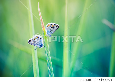 Delicate two blue butterflies perched slender grass blades soft green bokeh gentle summer meadow light wildlife detail. Perfect nature wildlife closeup summer. Peaceful outdoors wellness natural green Delicate two blue butterflies perched slender grass blades soft green bokeh gentle summer meadow light wildlife detail. Perfect nature wildlife closeup summer. Peaceful outdoors wellness natural green 143165204