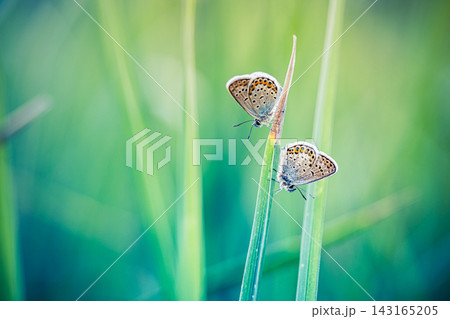Pretty two blue butterflies perched grass stems soft green bokeh gentle summer meadow sunlight wildlife pair detail. Perfect nature wildlife closeup summer. Peaceful outdoors wellness natural green Pretty two blue butterflies perched grass stems soft green bokeh gentle summer meadow sunlight wildlife pair detail. Perfect nature wildlife closeup summer. Peaceful outdoors wellness natural green 143165205