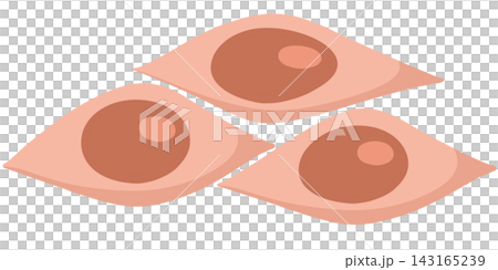 muscle cells muscle cells 143165239